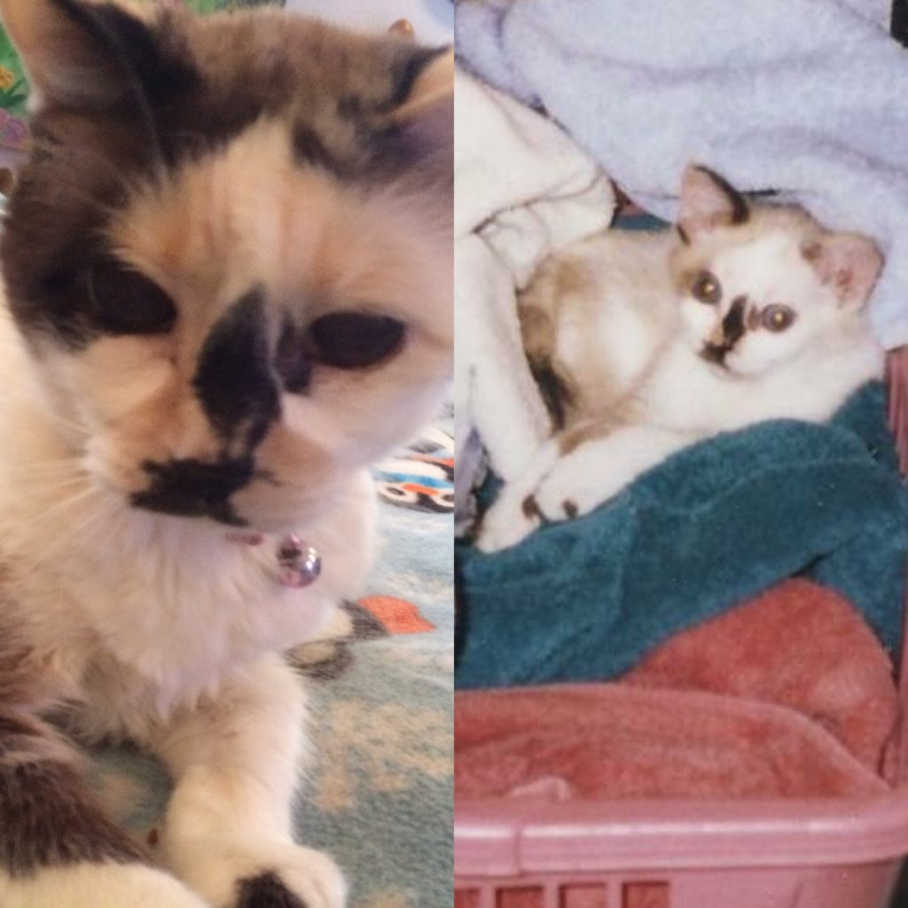 Pixie on her 20th birthday and as a kitten shortly after we brought her home